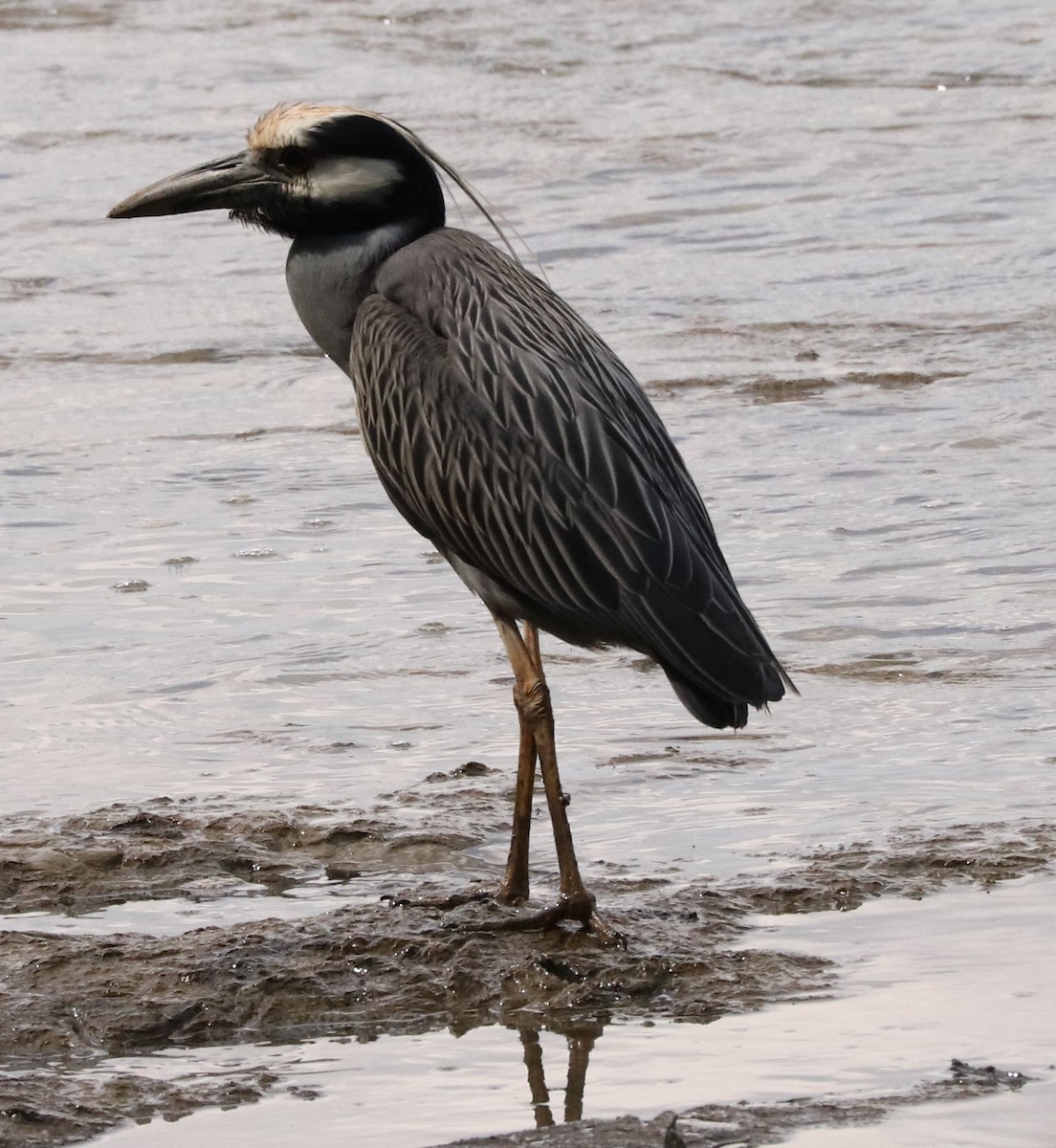 Yellow-crowned Night Heron - ML552535651