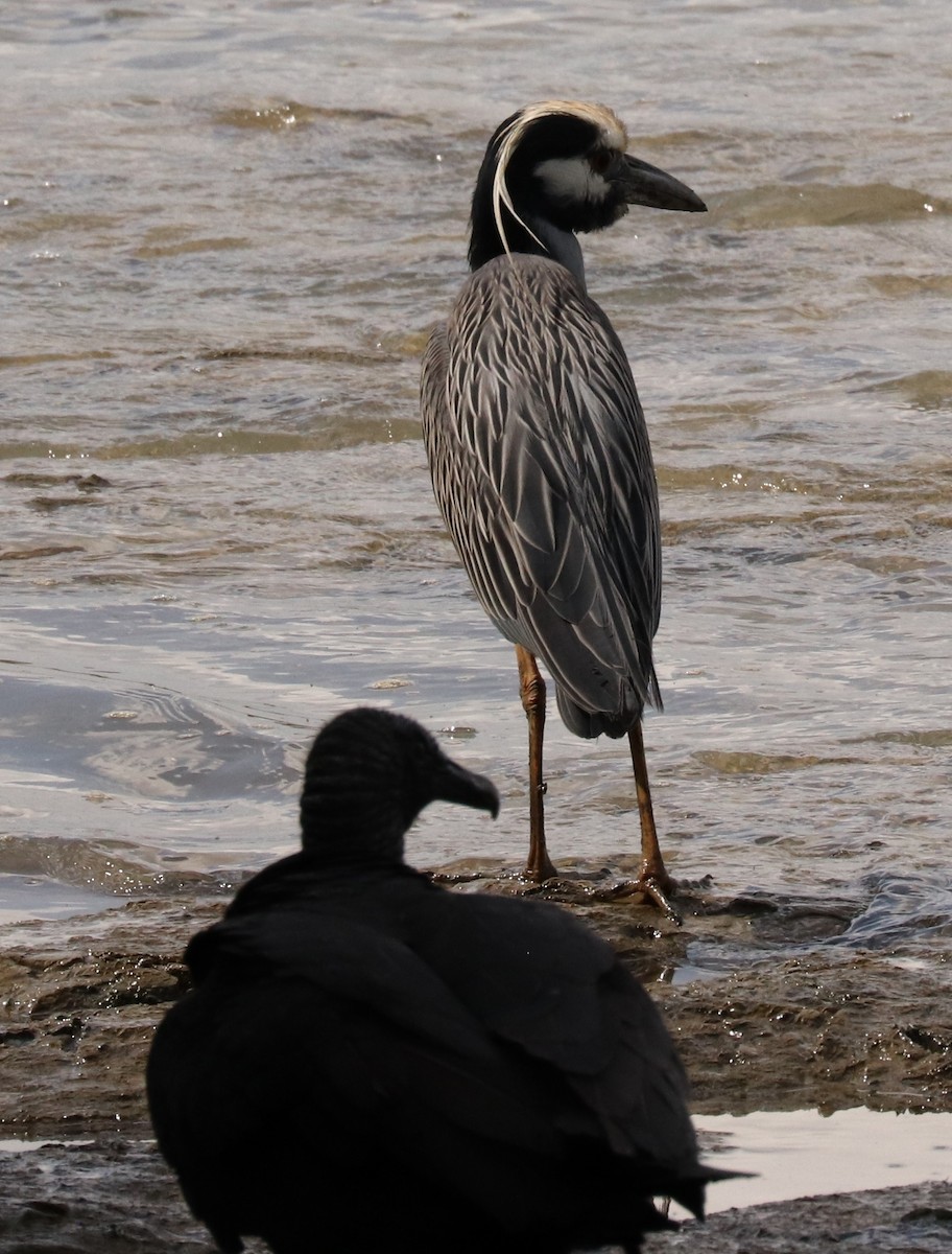 Yellow-crowned Night Heron - ML552535711