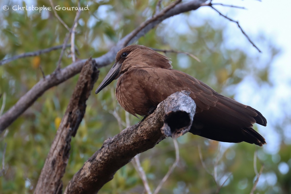 Hamerkop - Christophe Gouraud