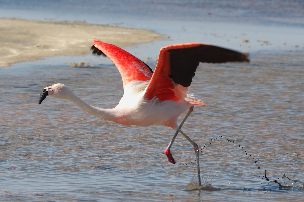 Chilean Flamingo - ML552536401