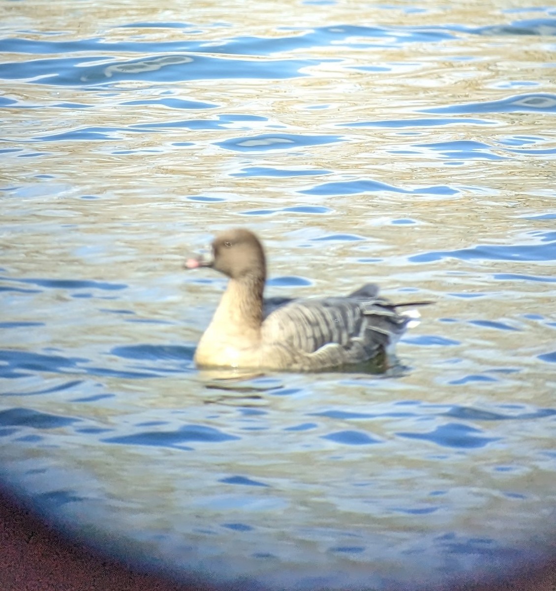 Pink-footed Goose - ML552536441