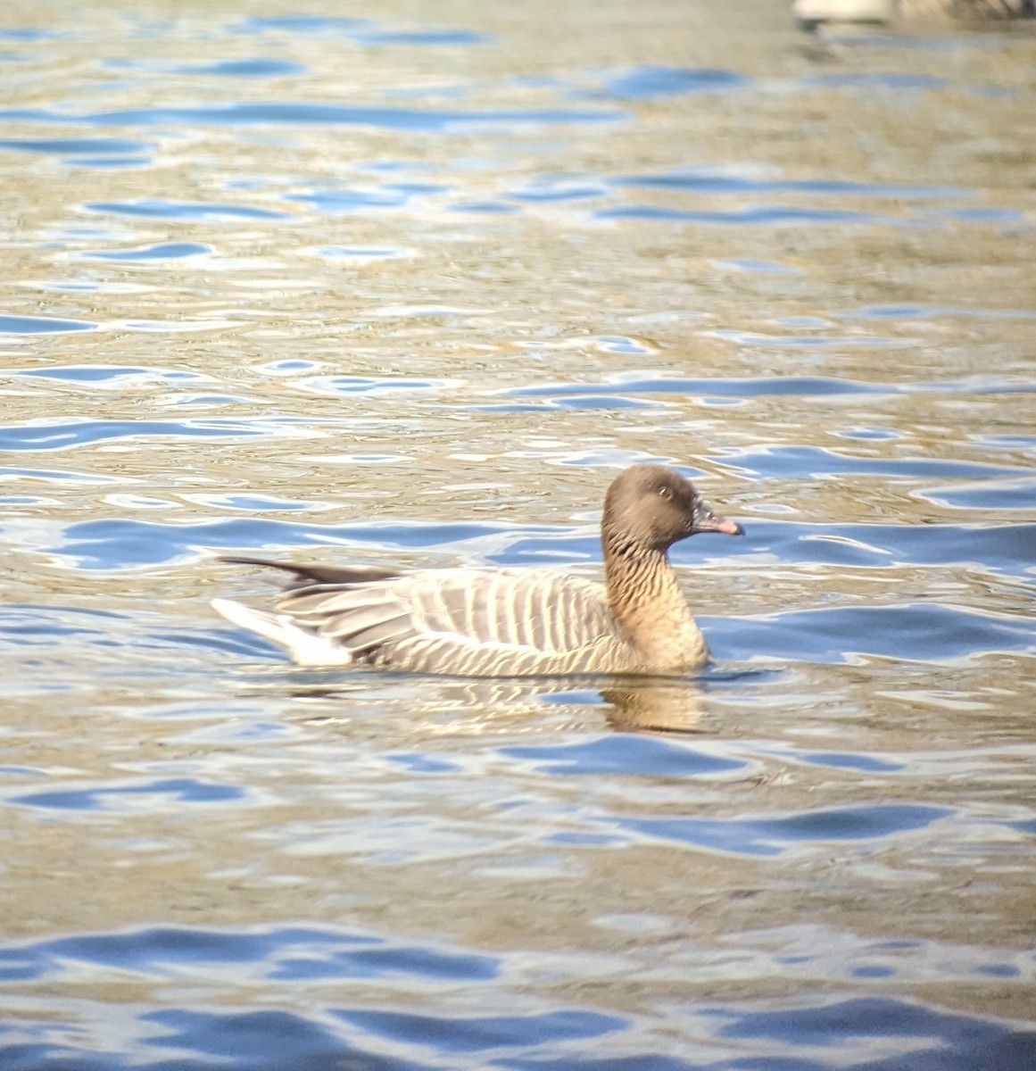Pink-footed Goose - ML552536451