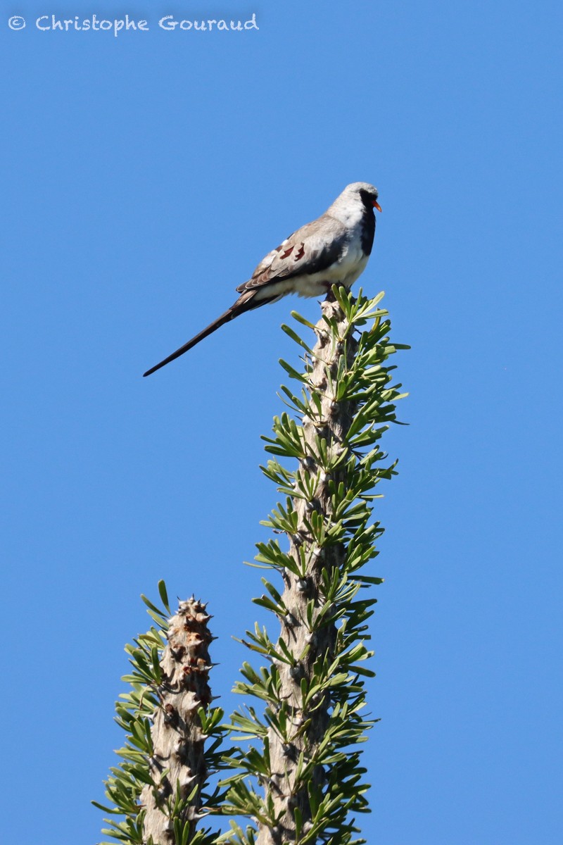 Namaqua Dove - ML552537311