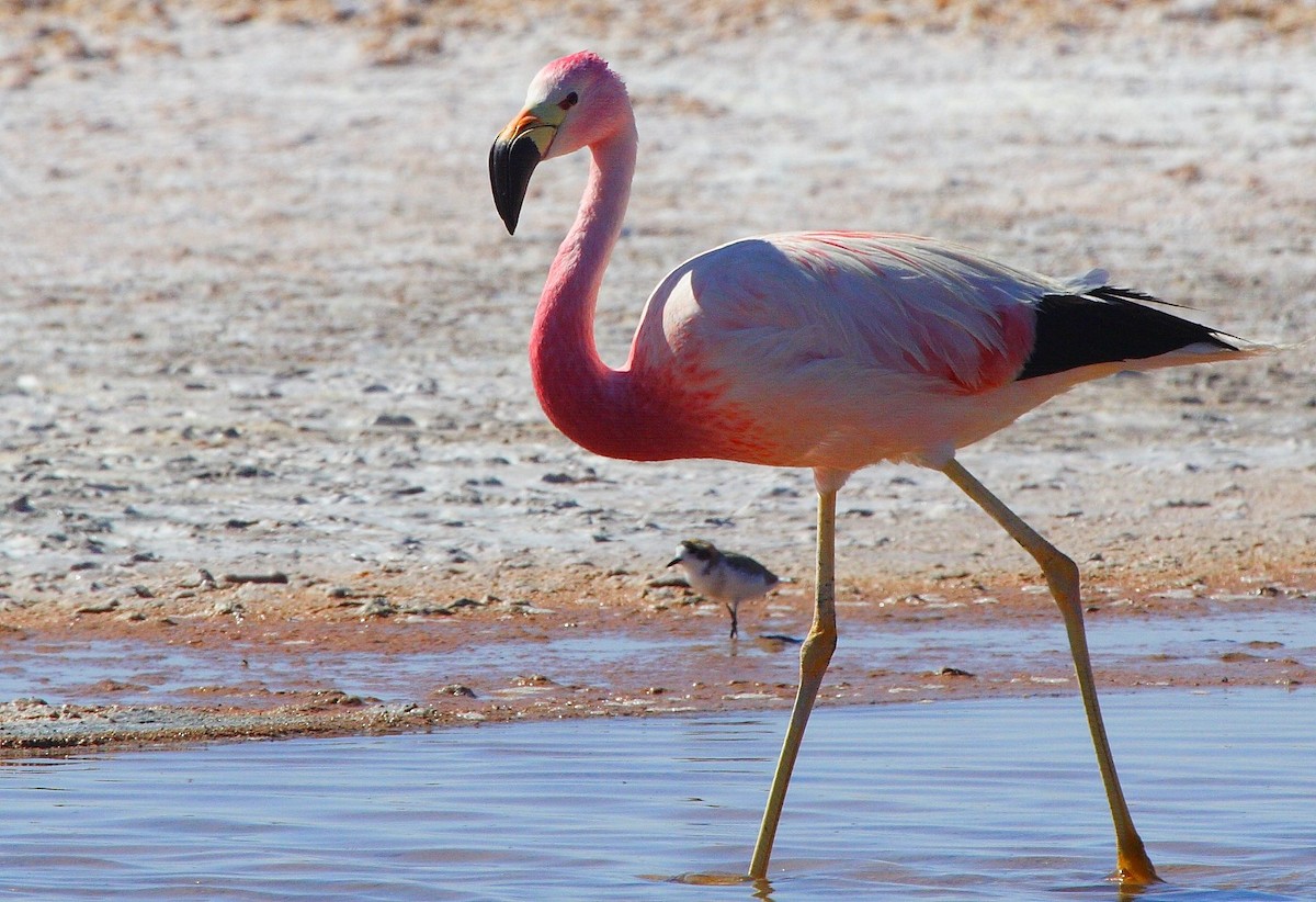 Andean Flamingo - ML552537611