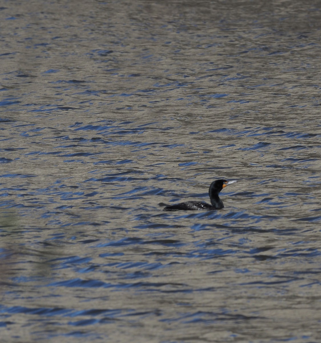 Double-crested Cormorant - ML552537681