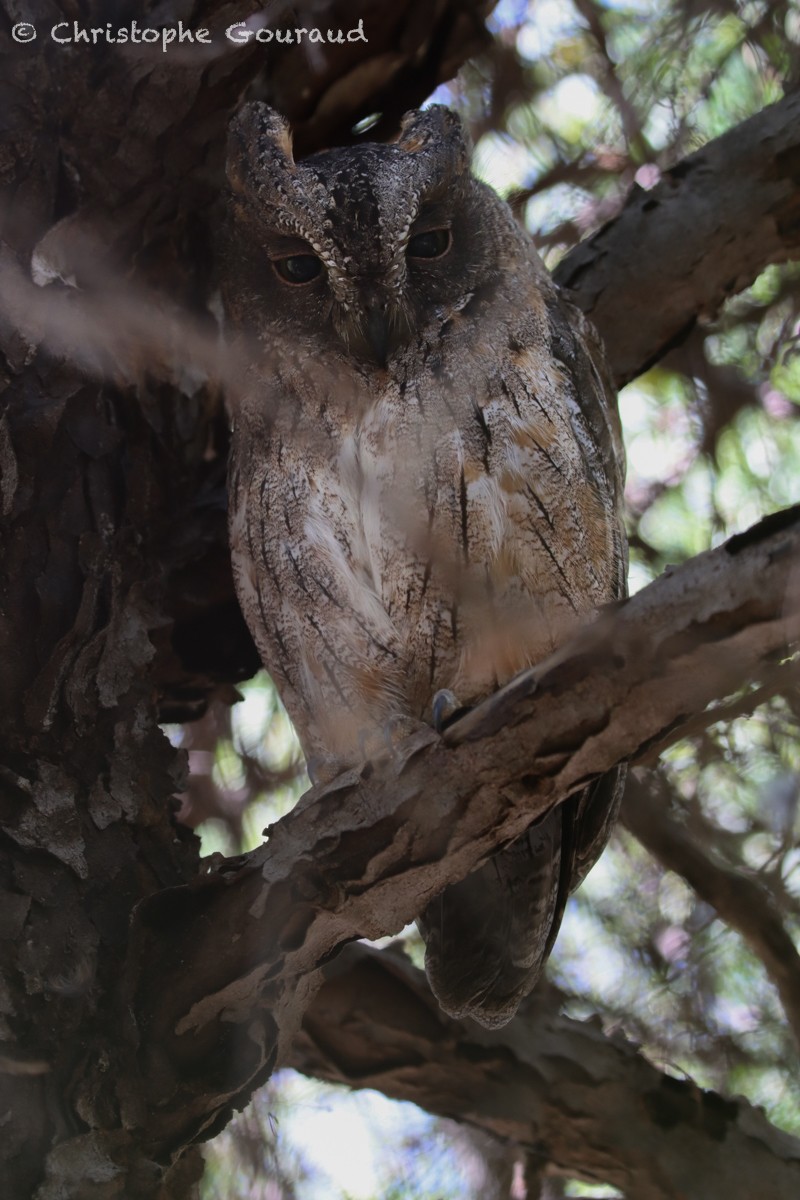 Madagascar Scops-Owl (Torotoroka) - Christophe Gouraud