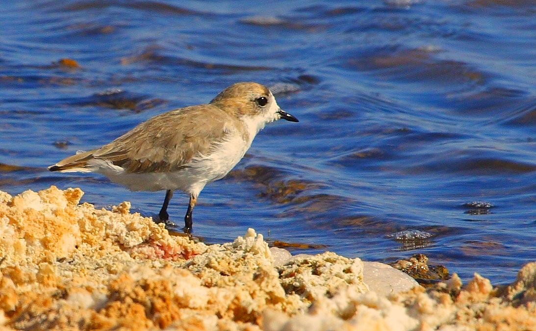 Puna Plover - ML552537771