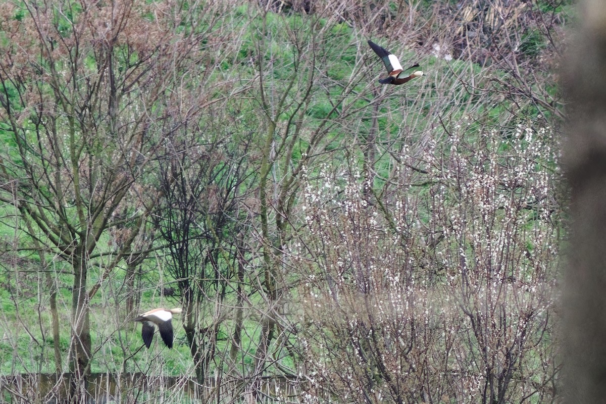 Ruddy Shelduck - ML552537781