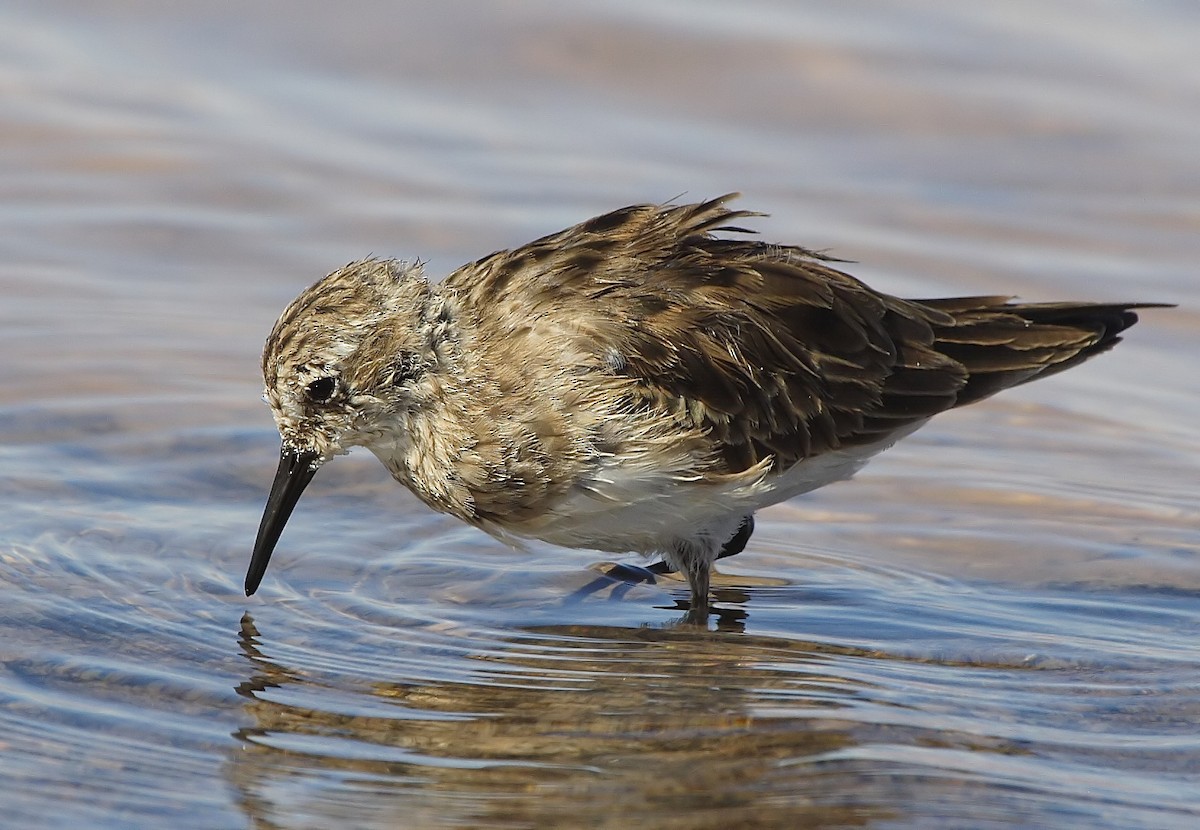 Baird's Sandpiper - ML552537821