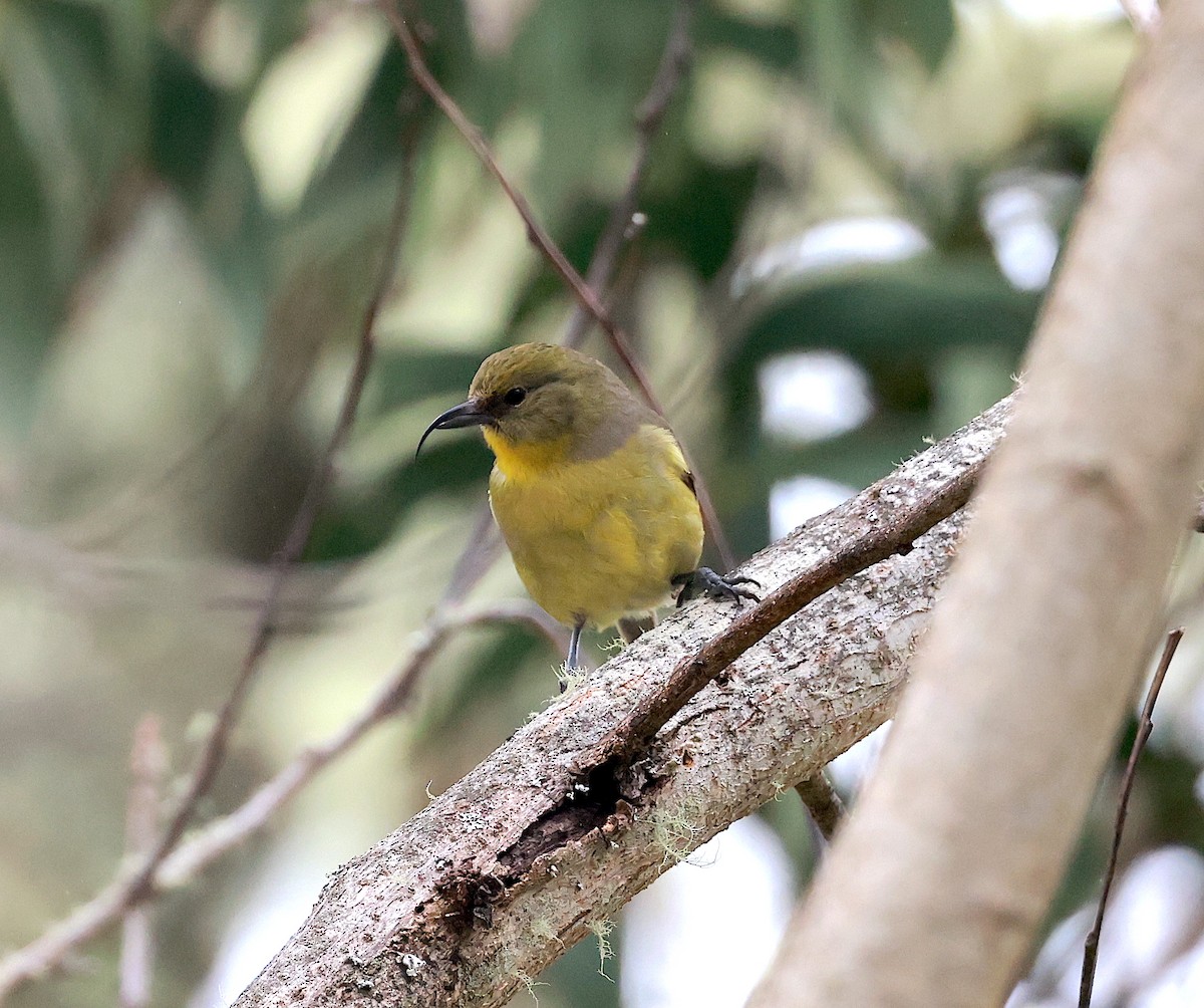 Akiapolaau - Mandy Talpas -Hawaii Bird Tours