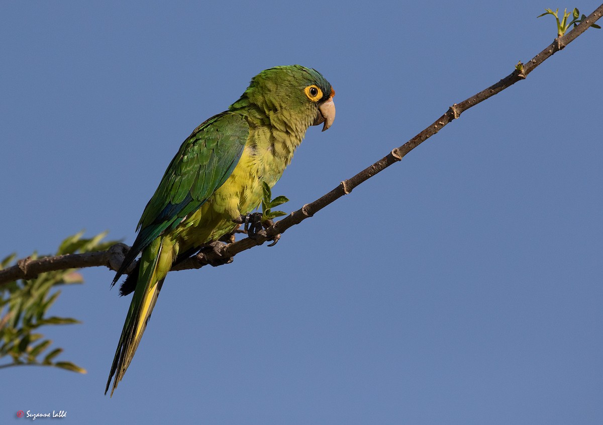 Orange-fronted Parakeet - ML55253831