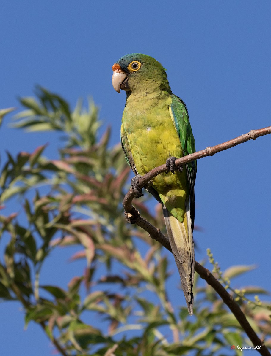 Conure à front rouge - ML55253841