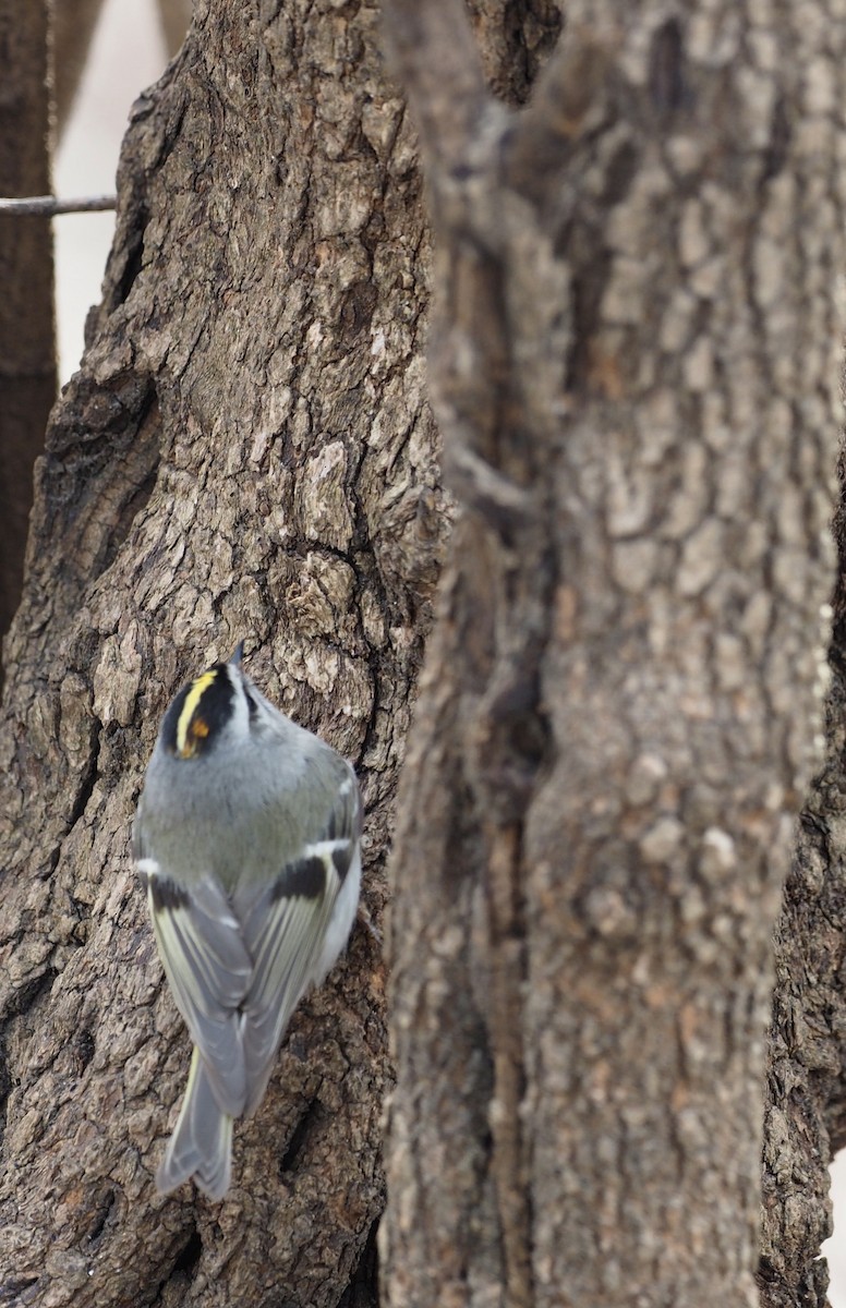 Golden-crowned Kinglet - ML552538791