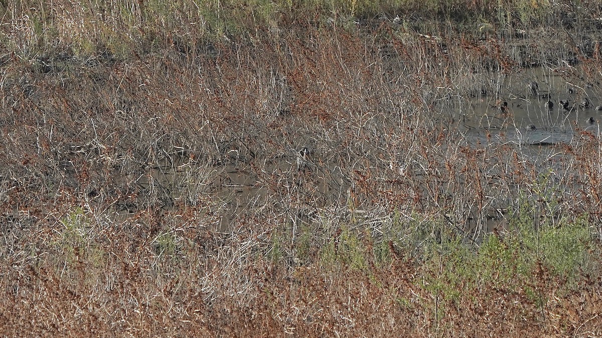 Great Blue Heron - ML552538881