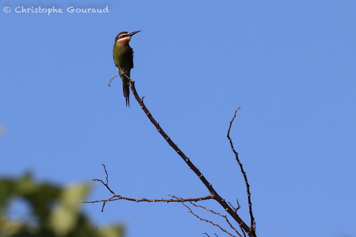 Madagascar Bee-eater - ML552538931