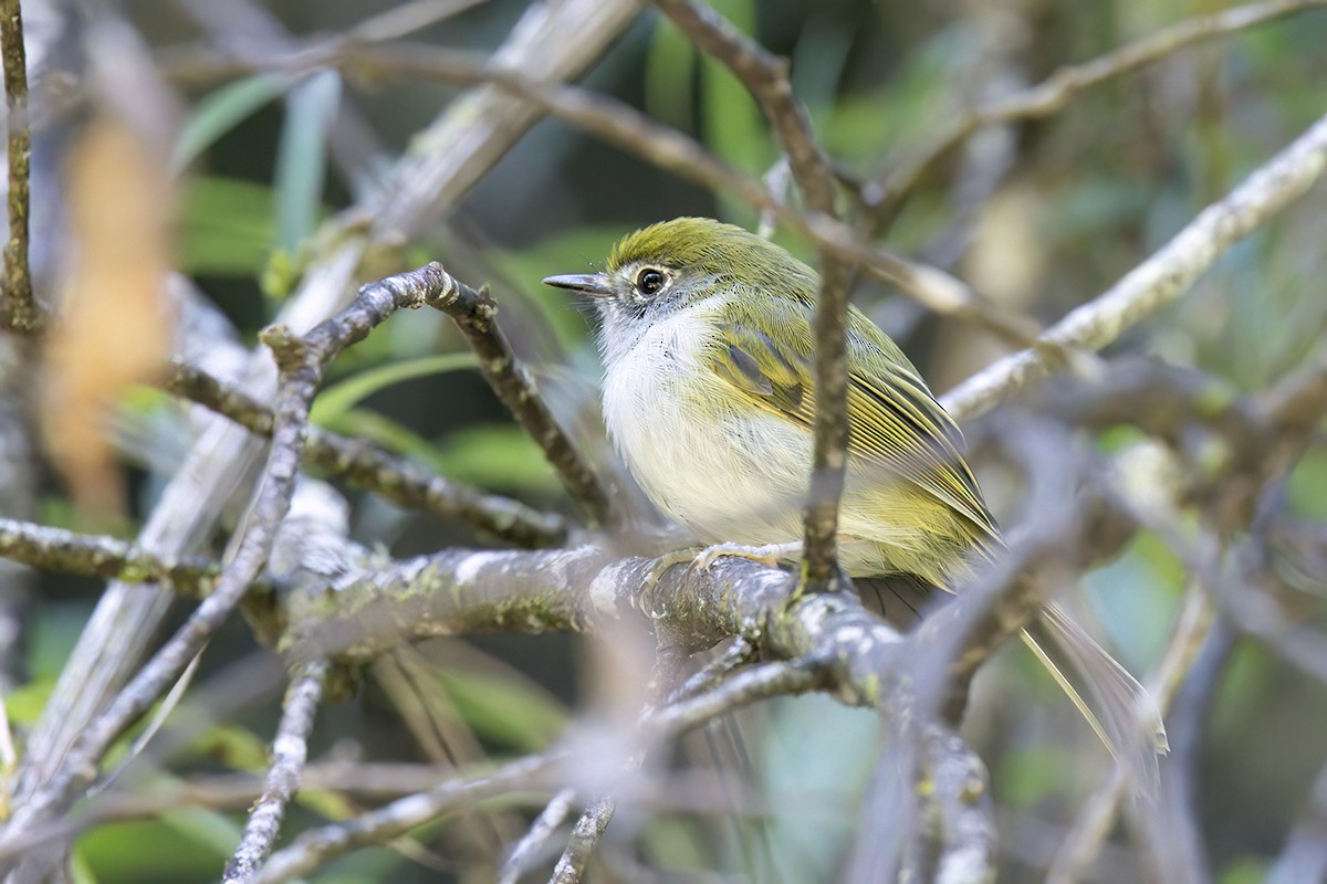 Orejerito de Serra Do Mar - ML552540001