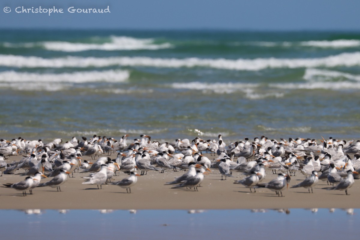 Lesser Crested Tern - Christophe Gouraud