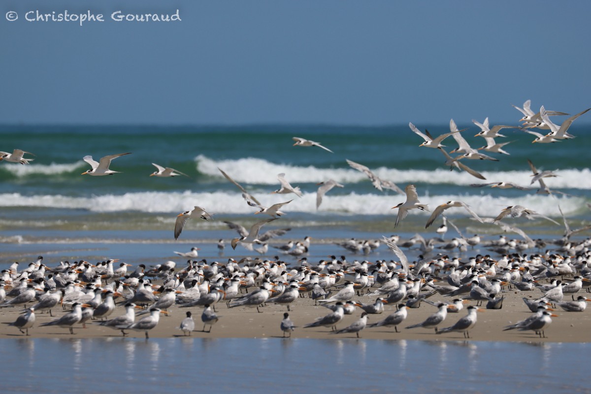 Lesser Crested Tern - ML552540351