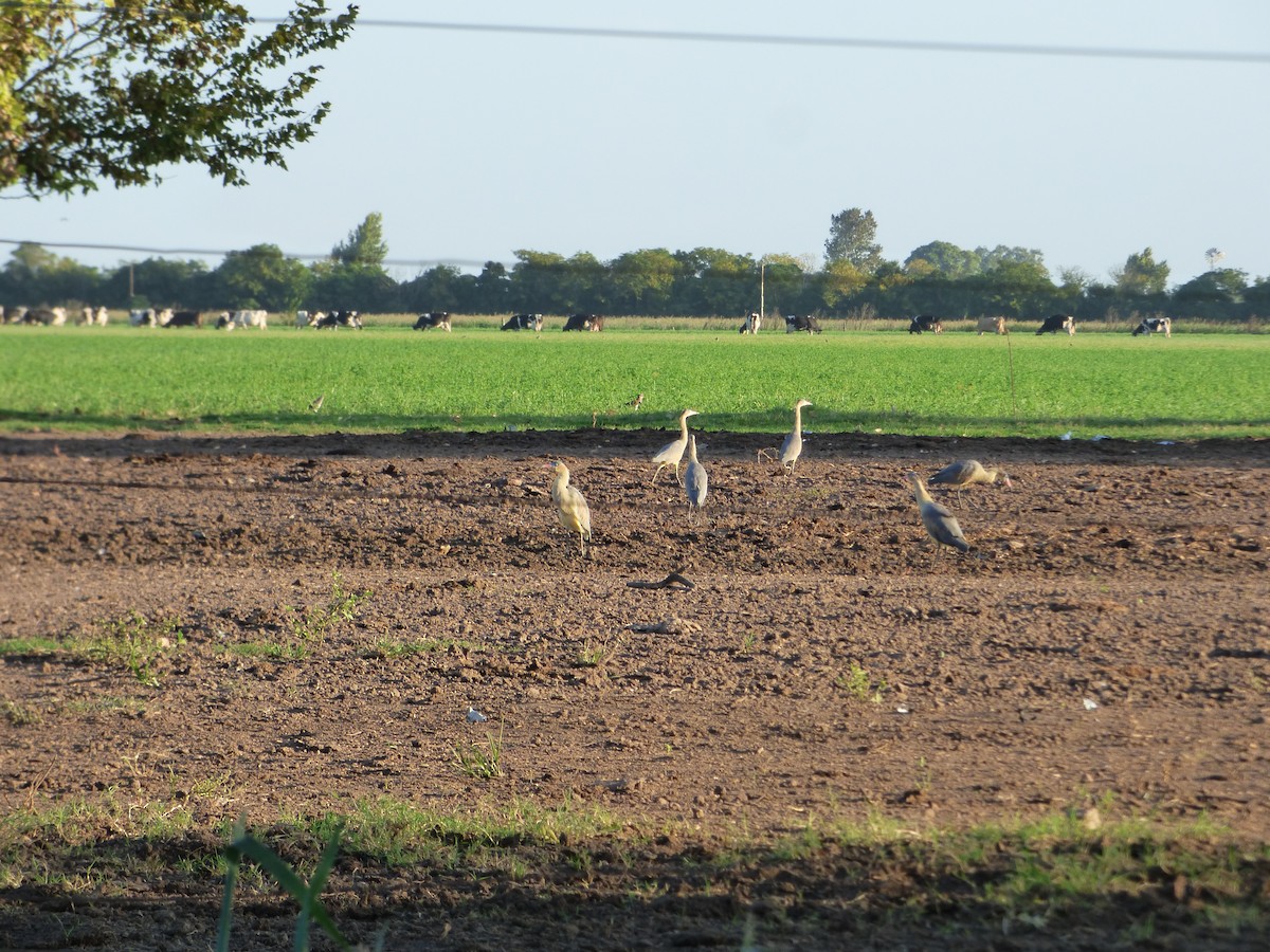 Whistling Heron - ML552540391