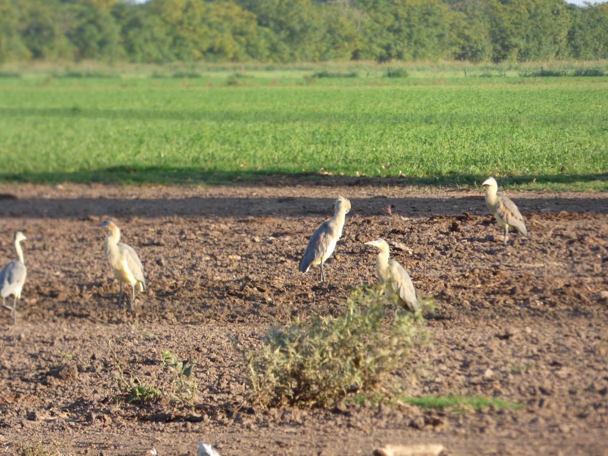 Whistling Heron - ML552540411