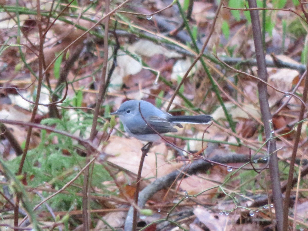 Blue-gray Gnatcatcher - ML55254201