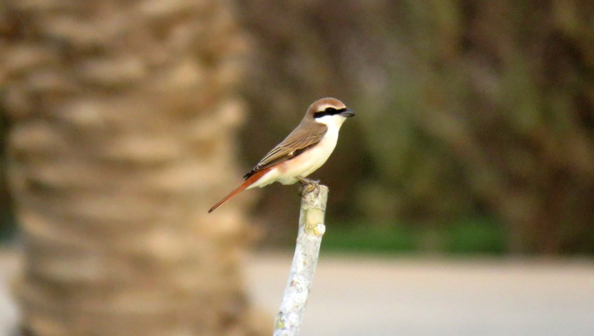 Red-tailed Shrike - ML55254251