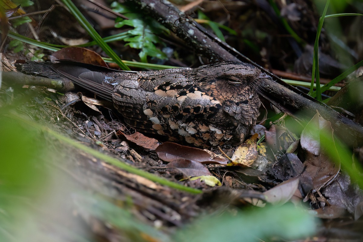 Philippine Nightjar - ML552542991