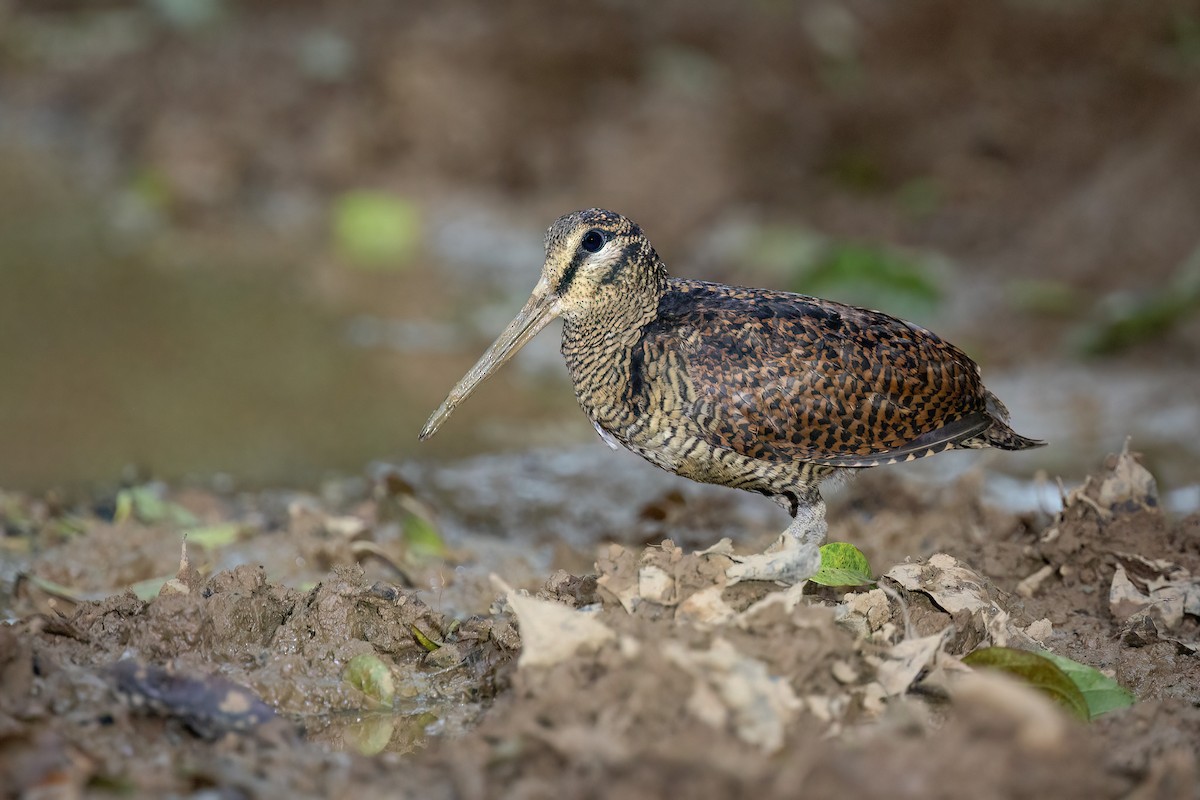 Bukidnon Woodcock - ML552543051