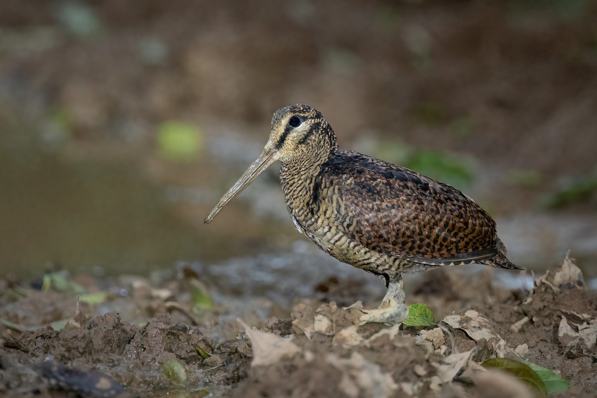 Bukidnon Woodcock - ML552543101