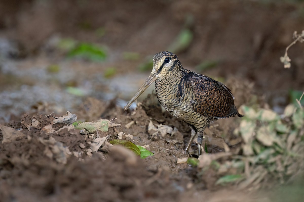 Bukidnon Woodcock - ML552543281