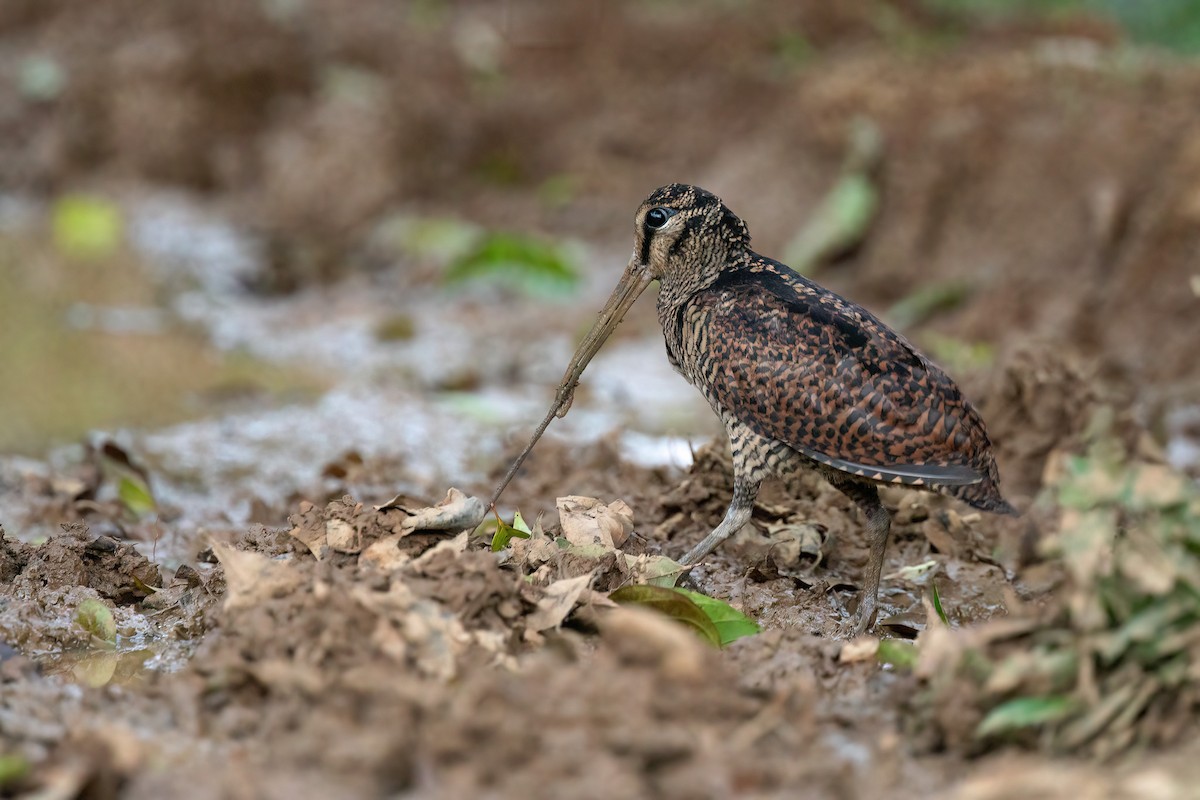 Bukidnon Woodcock - ML552543291