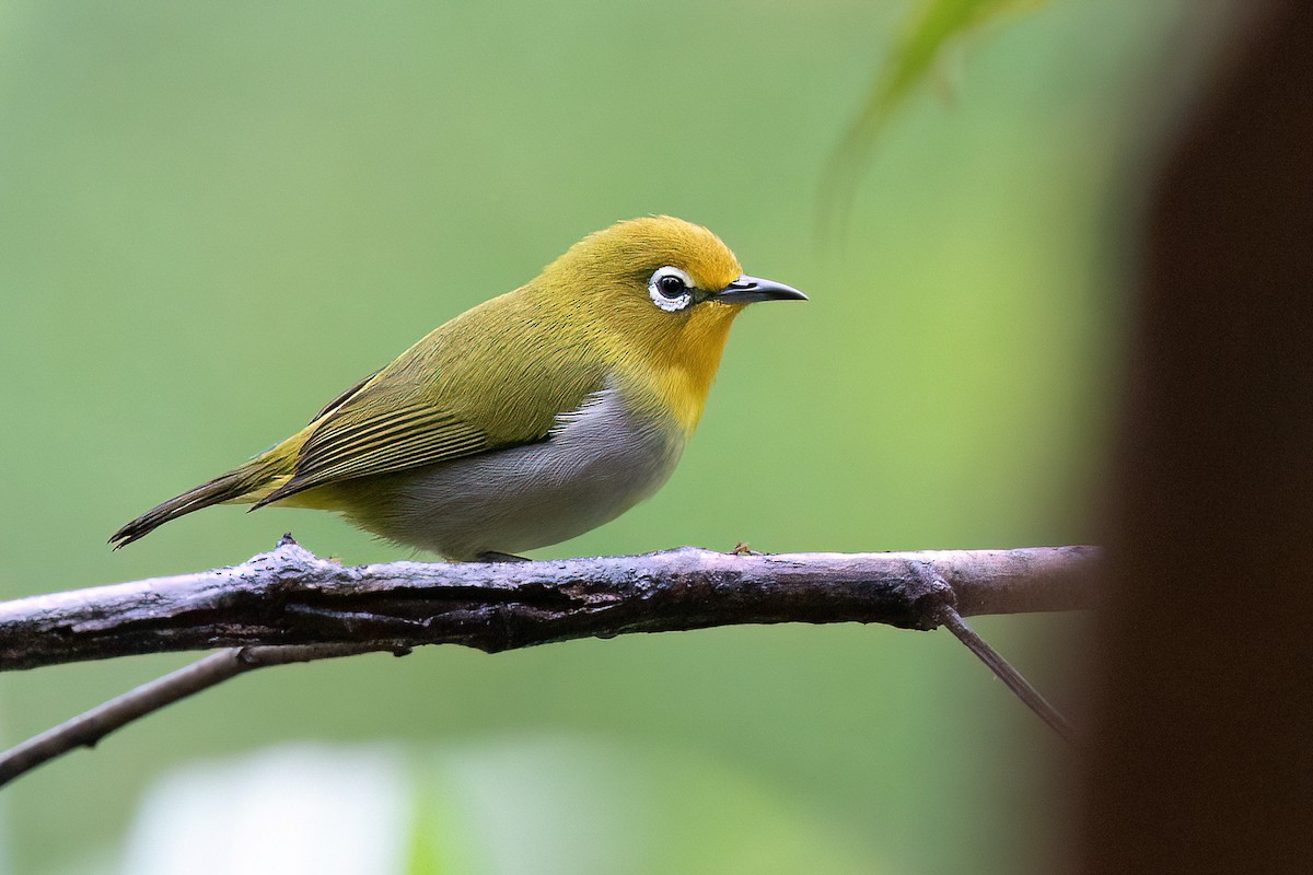 Warbling White-eye - ML552543521