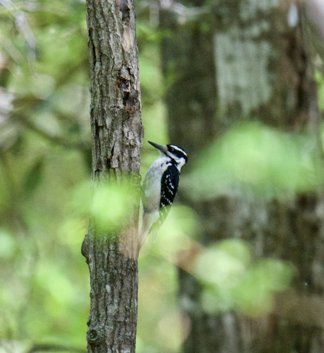 Hairy Woodpecker - ML552543541