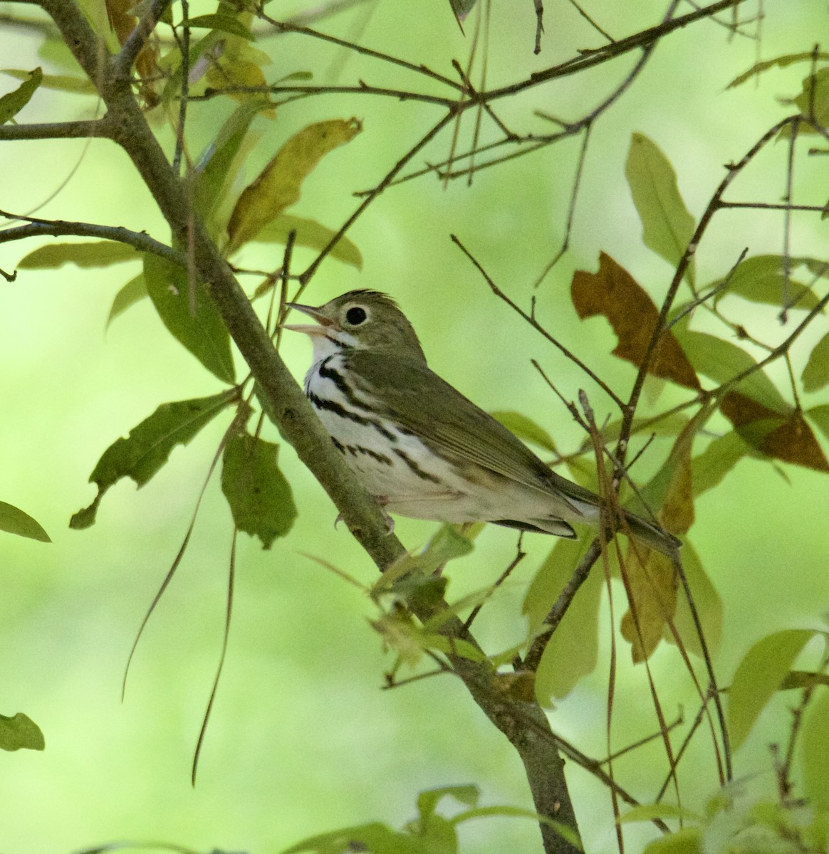 Ovenbird - ML552543621