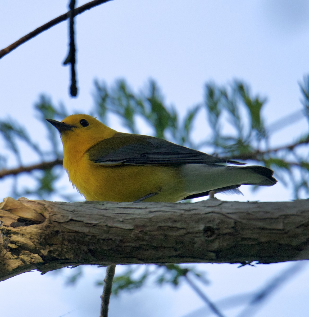 Prothonotary Warbler - ML552543661