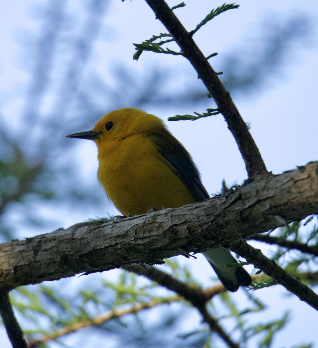 Prothonotary Warbler - ML552543671