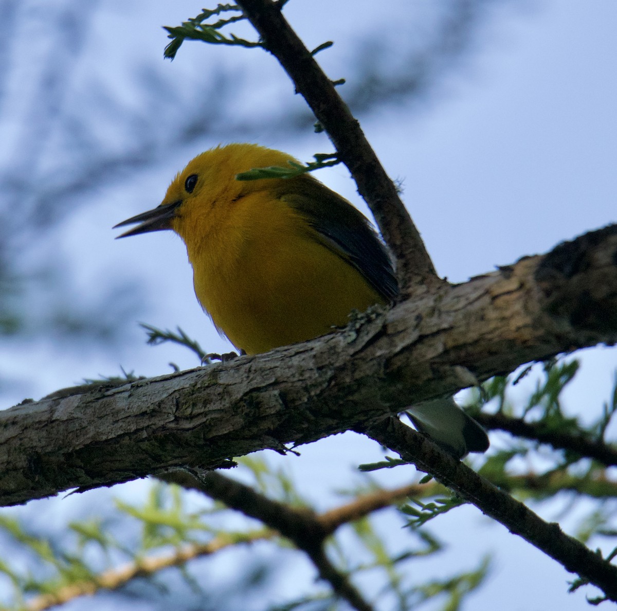 Prothonotary Warbler - ML552543681