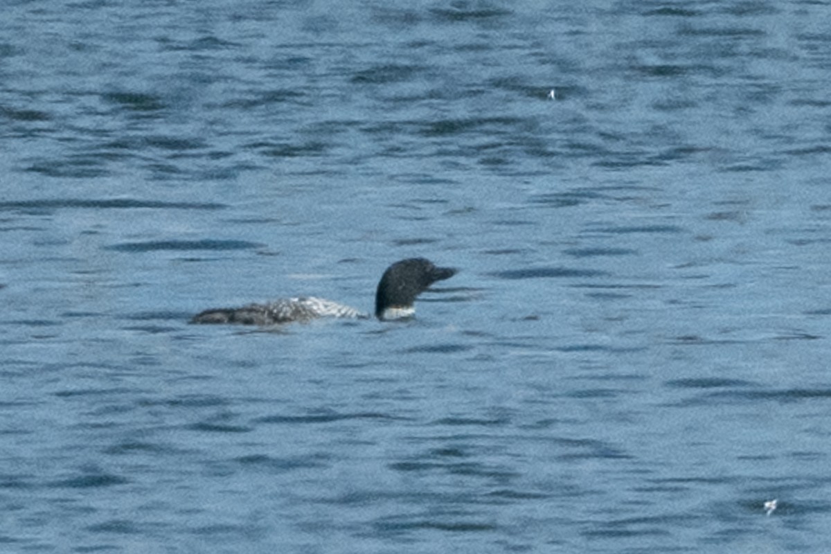 Common Loon - ML552544511