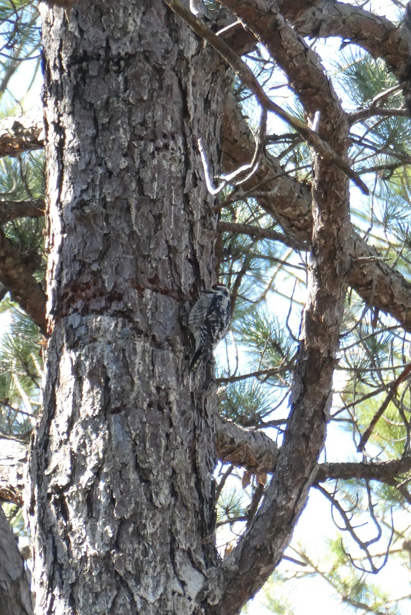 Yellow-bellied Sapsucker - ML552545001