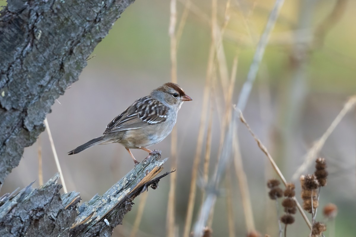 White-crowned Sparrow - ML552545961