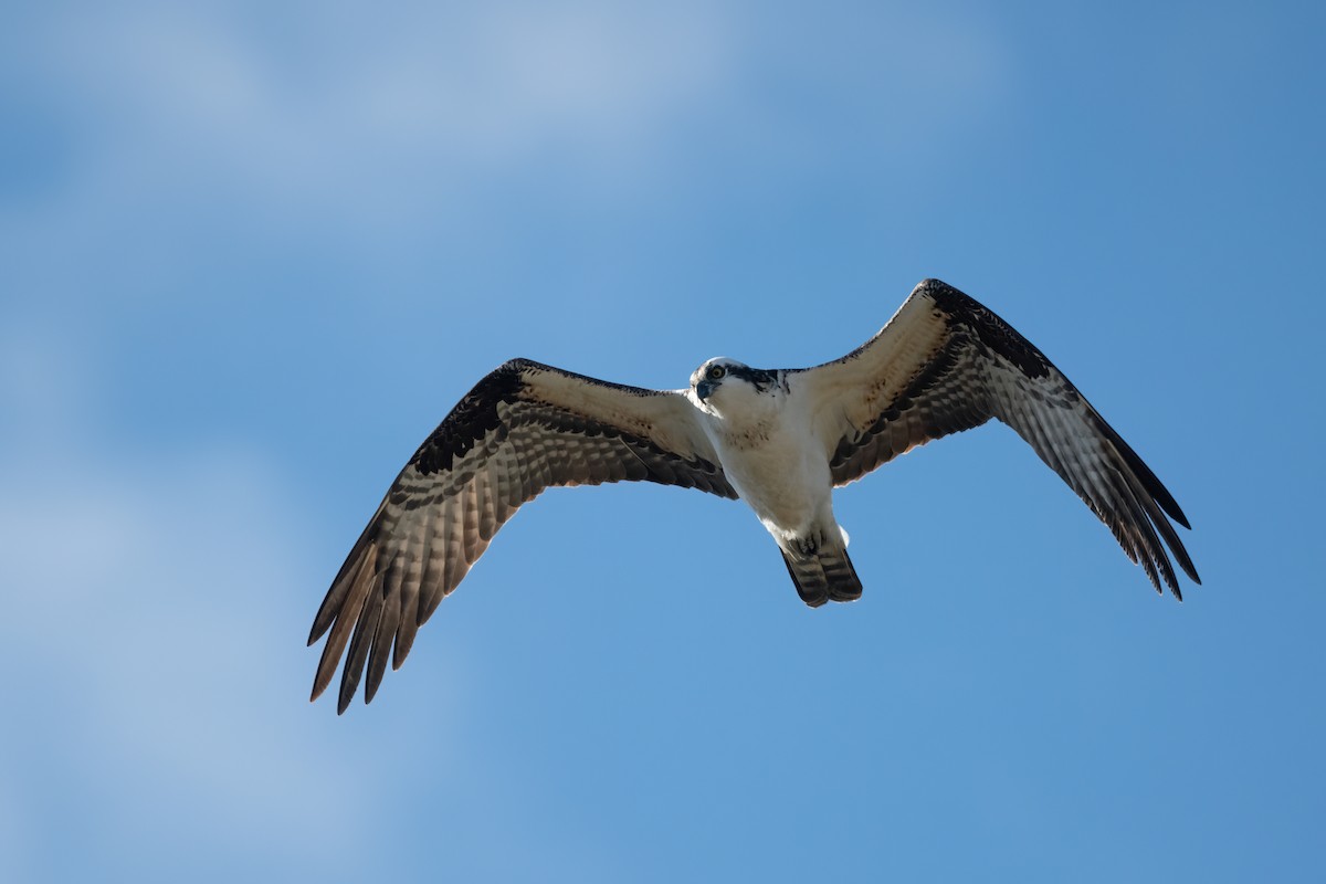 Osprey - ML552547151