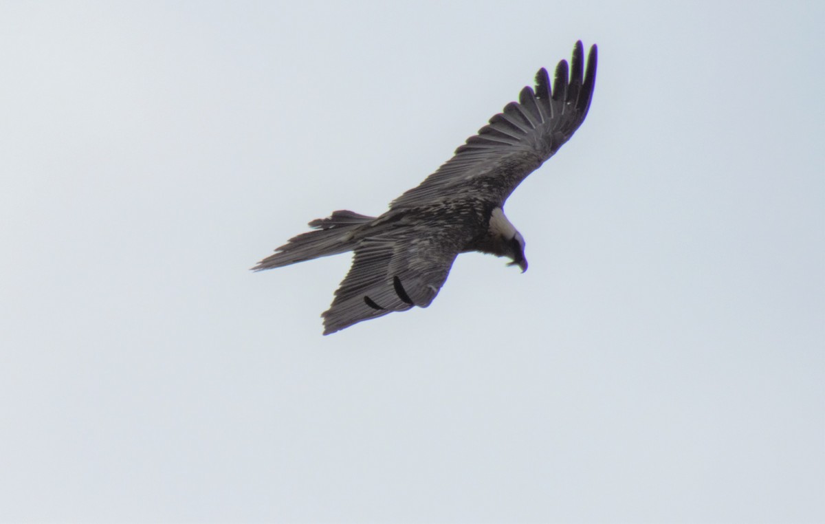 Bearded Vulture - ML552547161