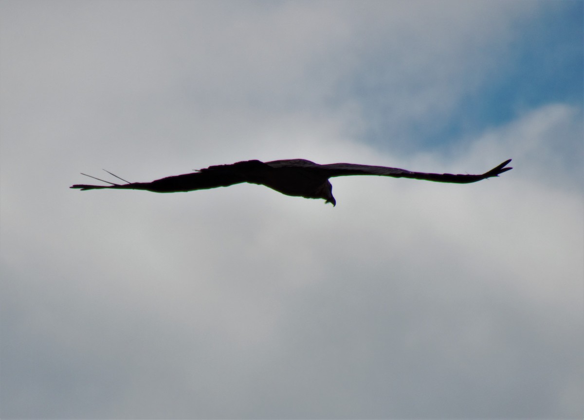 Bearded Vulture - ML552547171