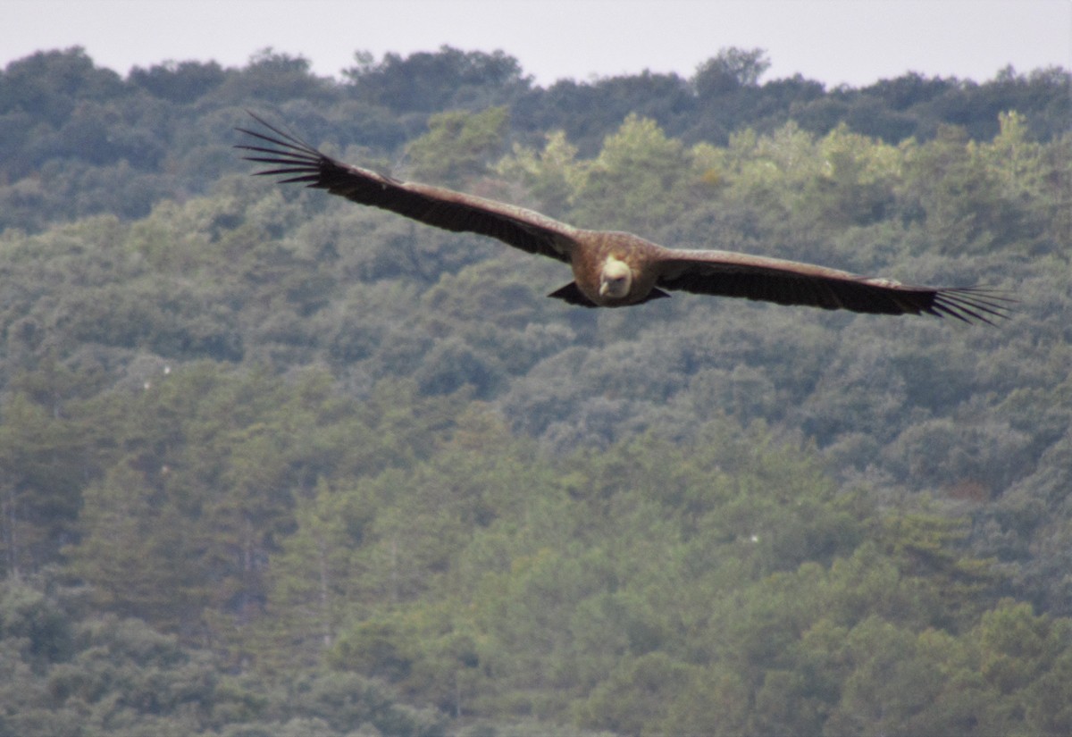 Eurasian Griffon - ML552547241