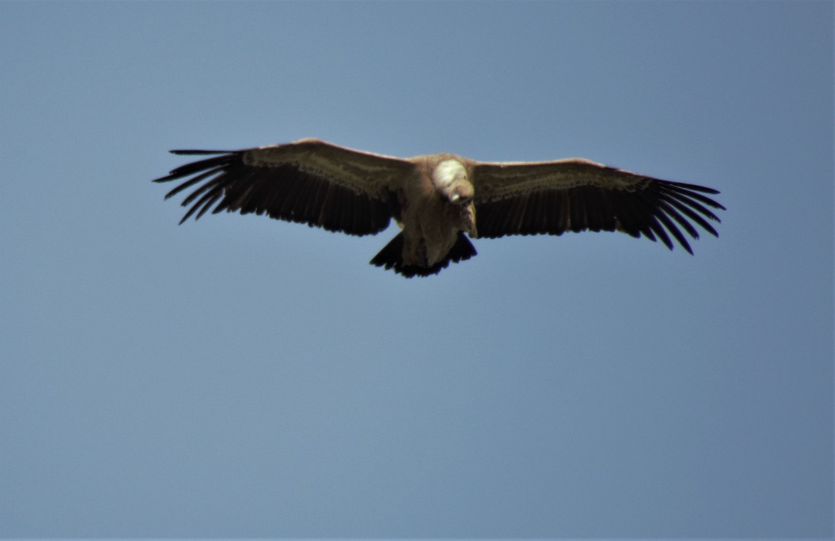 Eurasian Griffon - ML552547251