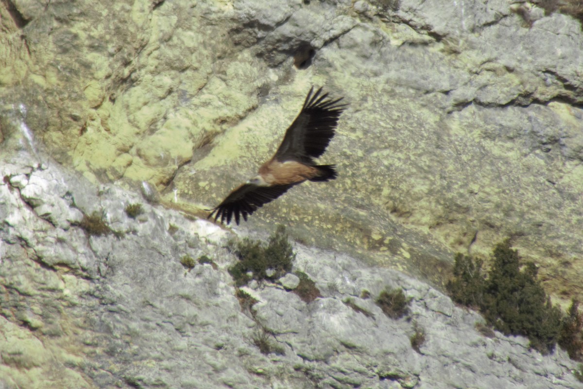 Eurasian Griffon - ML552547271