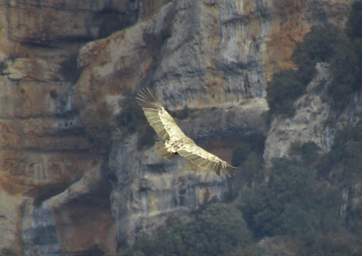 Eurasian Griffon - ML552547281