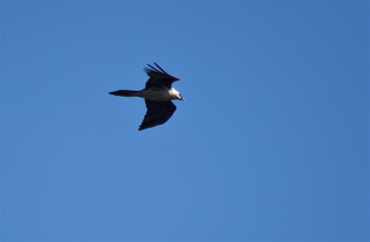 Bearded Vulture - ML552547741