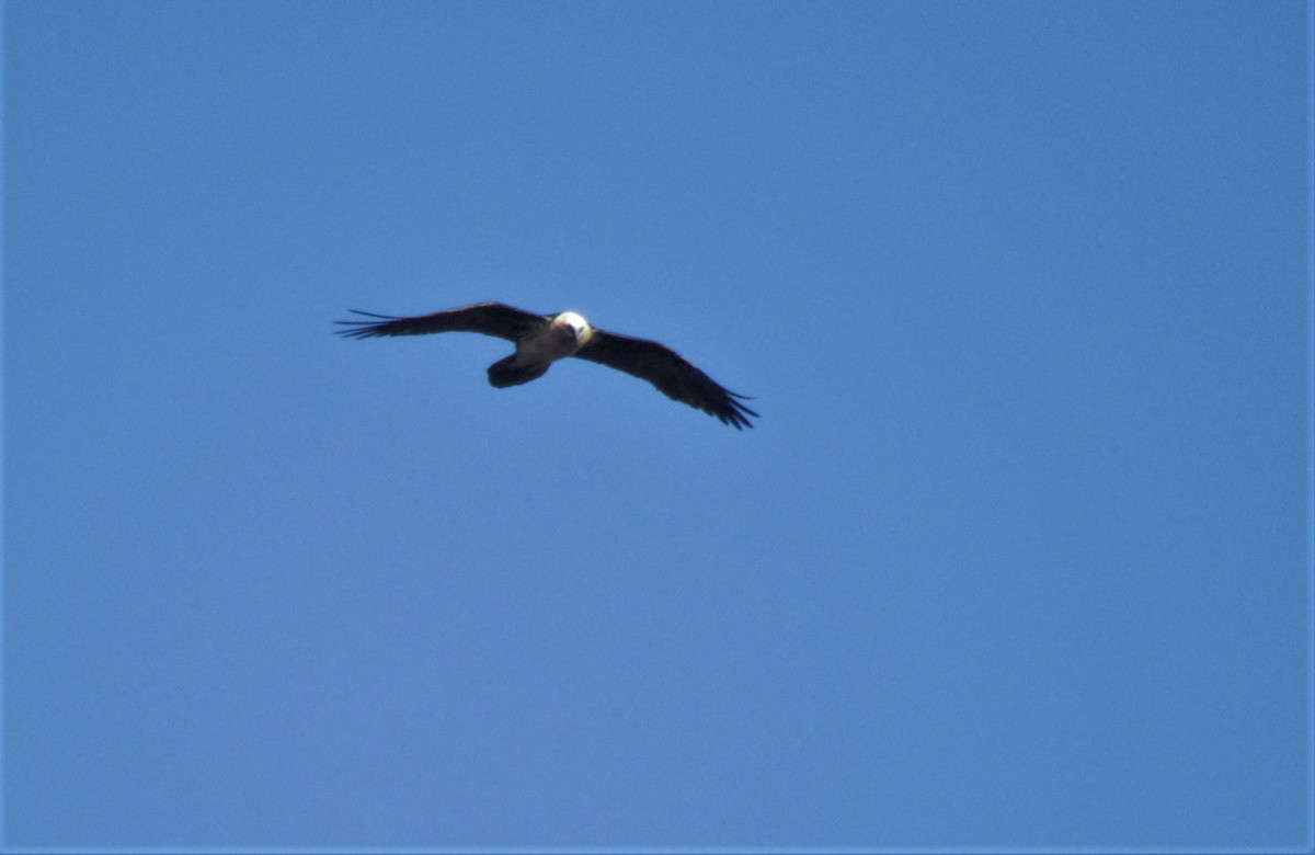 Bearded Vulture - ML552547751