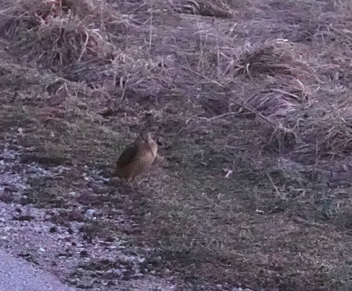 American Woodcock - ML552548111